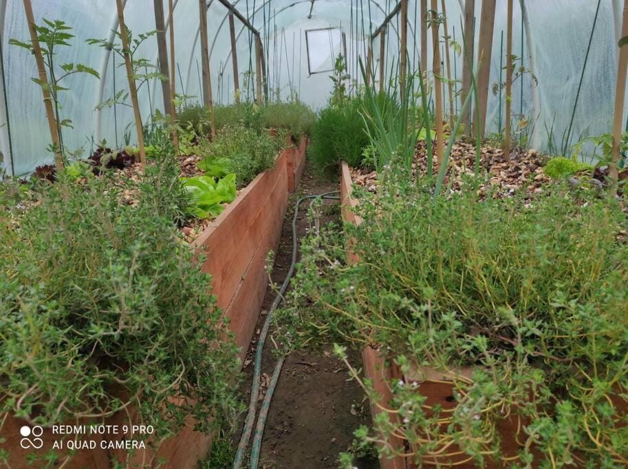 Spring, Garden, Garden view