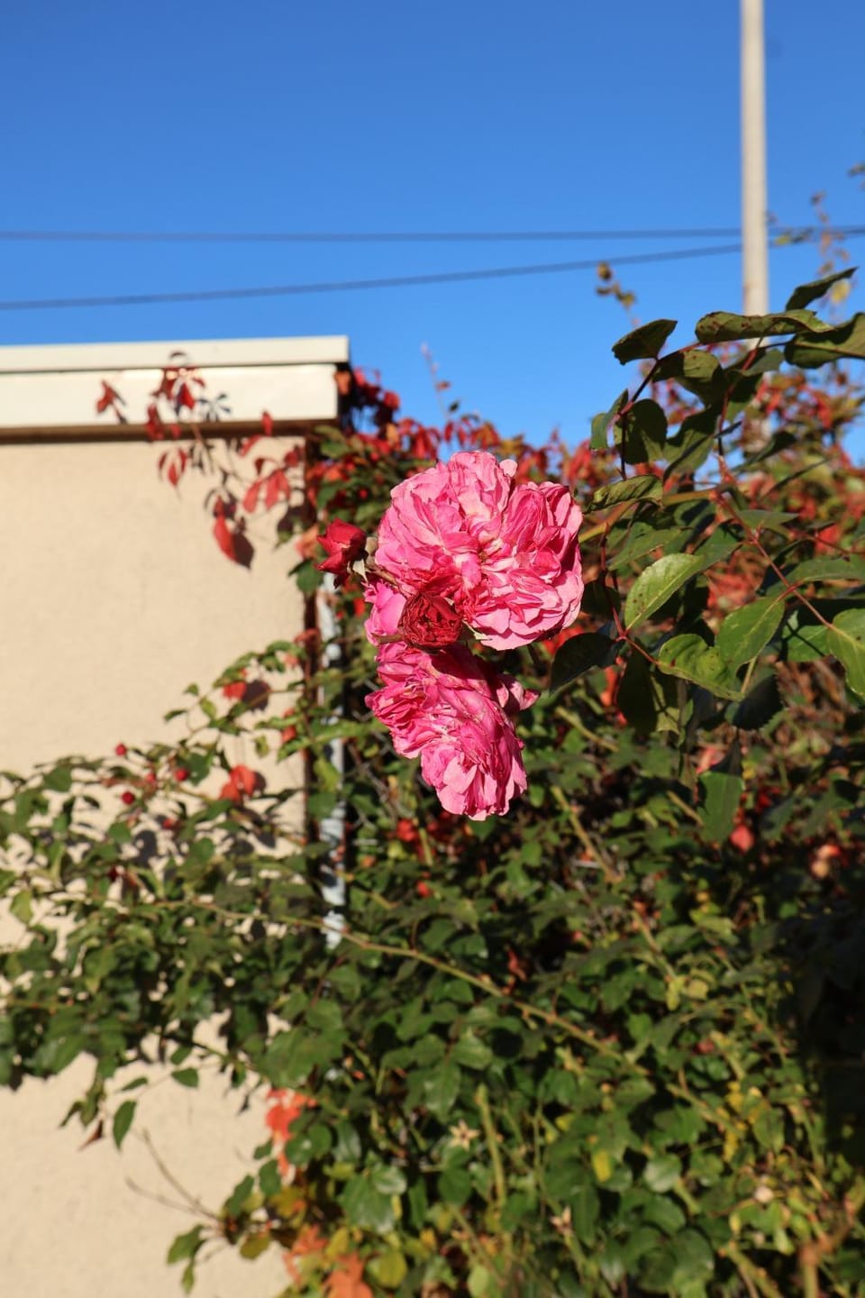 Spring, Day, Natural landscape, Garden