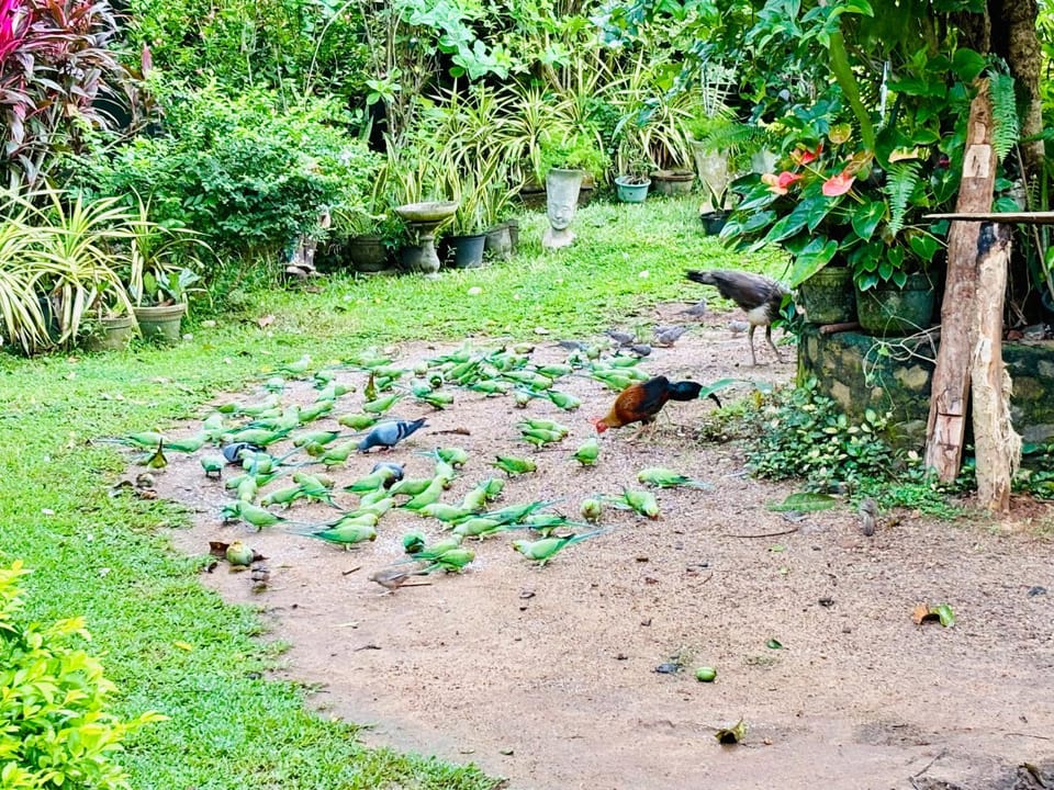 Bird House Homestays Vacation rental in Tangalle