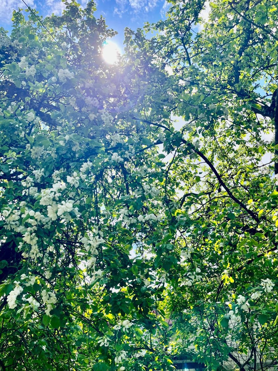 Spring, Day, Natural landscape