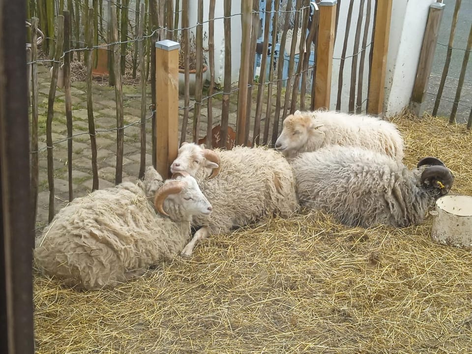 Animals