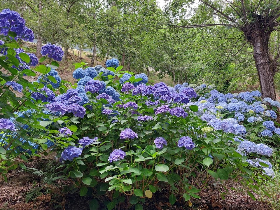 Spring, Natural landscape, Garden, Garden, Garden view