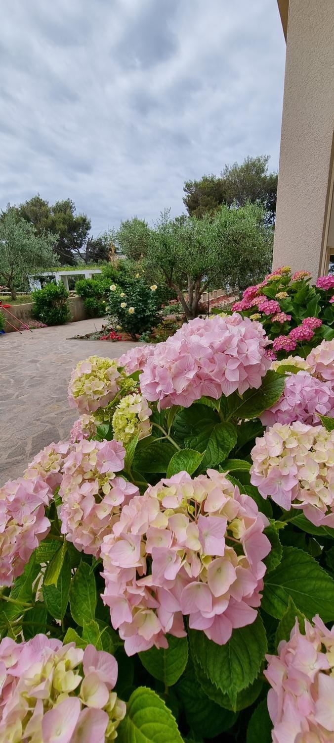 Apartmani S&S Bed and Breakfast in Novalja