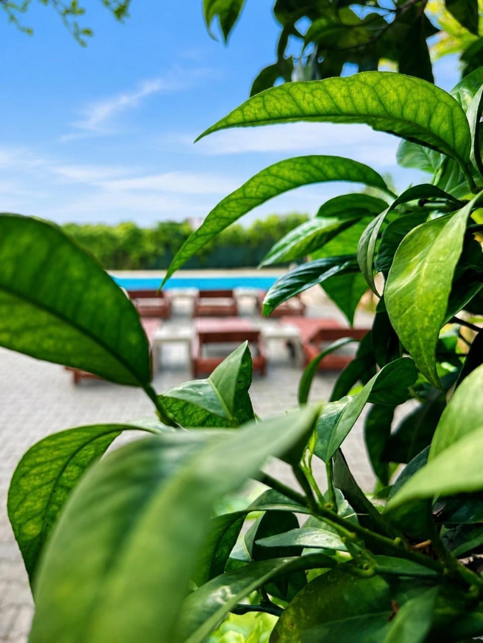 Day, Garden, Garden view