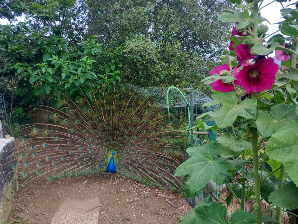 Il Giardino dei Pavoni Bed and Breakfast in Levanto