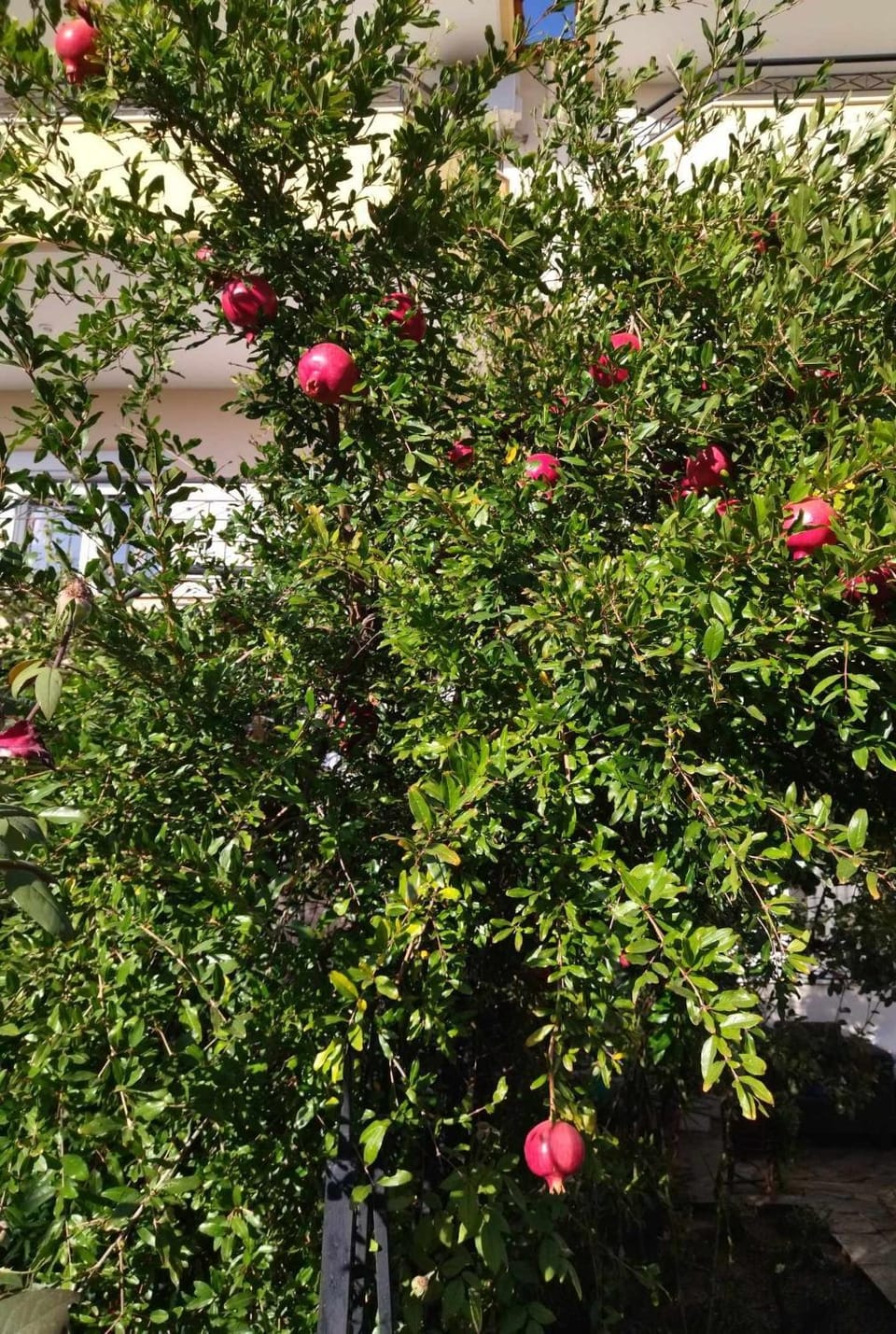 Garden, Garden view