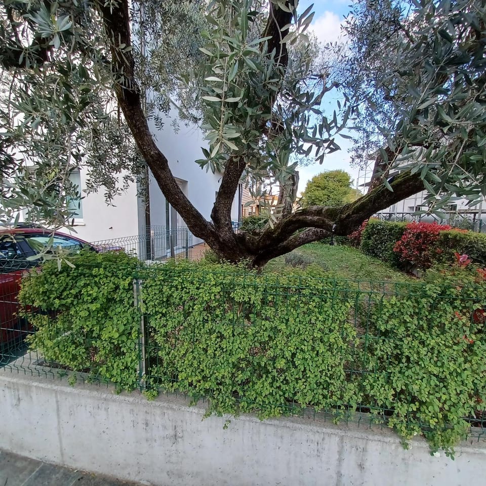 Property building, Garden view
