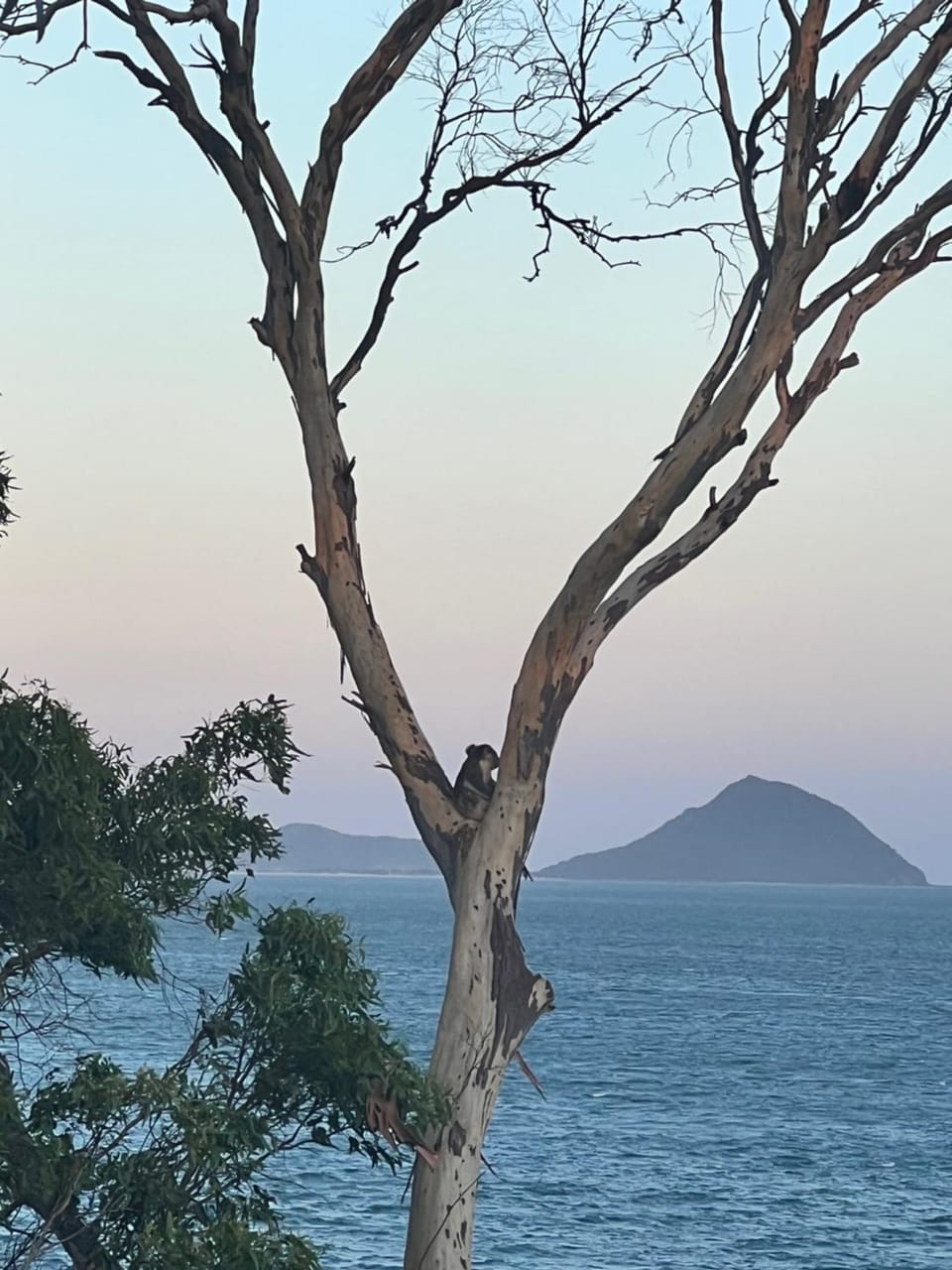Animals, Sea view, Sunset