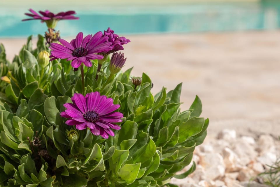 Day, Garden, Garden view, Pool view, Swimming pool