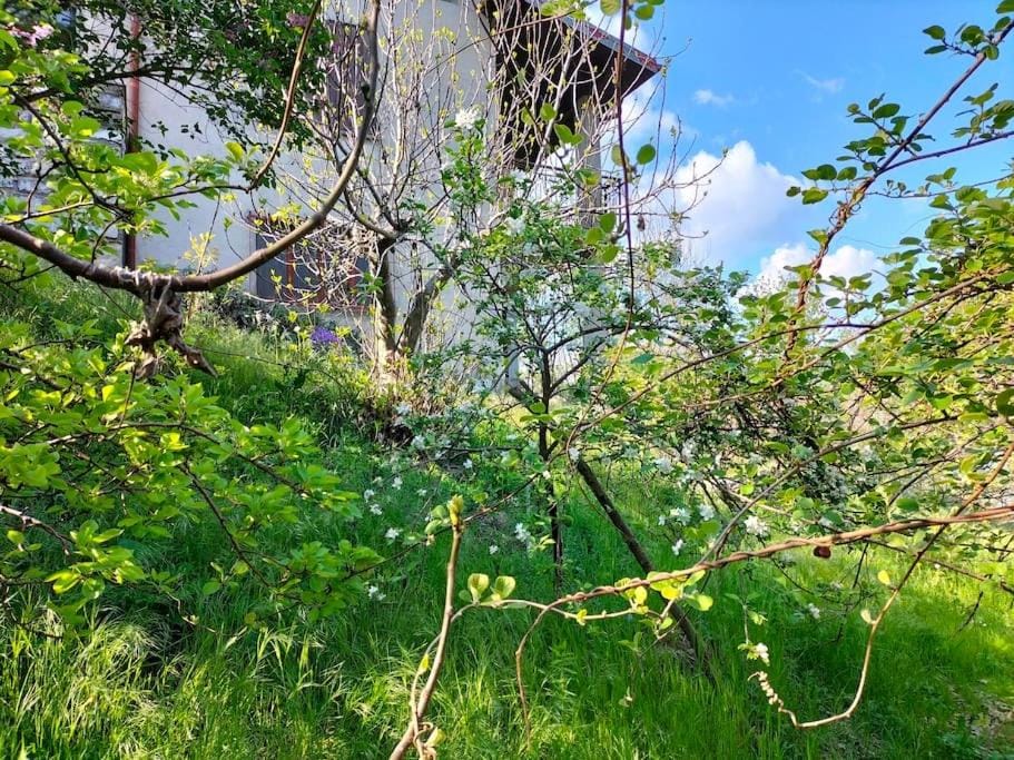 Spring, Natural landscape, Garden, Garden view