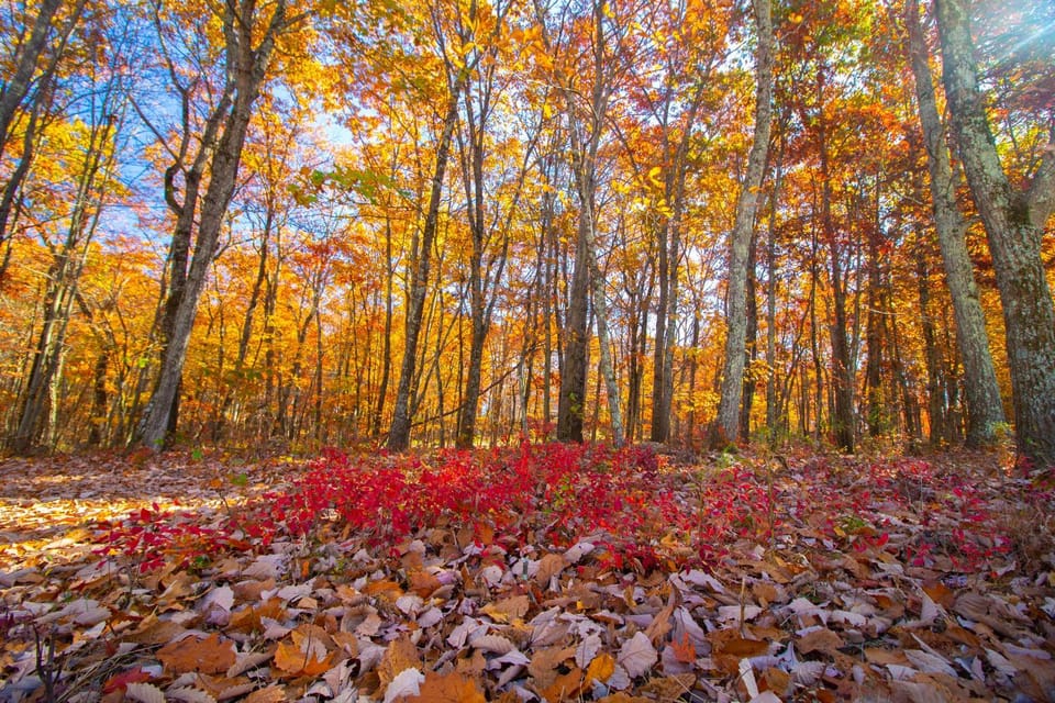 Garden, View (from property/room), Garden view, Landmark view, Mountain view