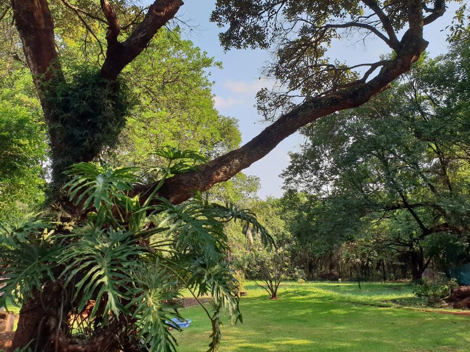 Garden view