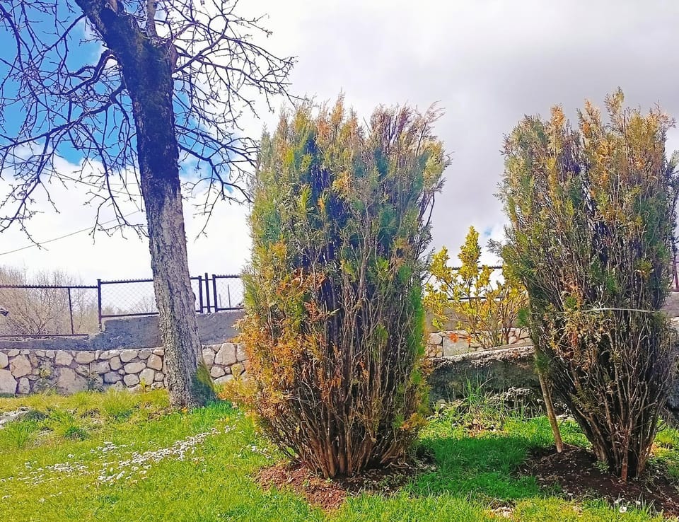 Spring, Natural landscape, Garden, Garden view
