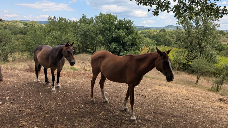 Mas 5 étoiles Privatif Cévennes - Piscine privée 12m - Randos et Rivières - Sans voisin House in Occitanie