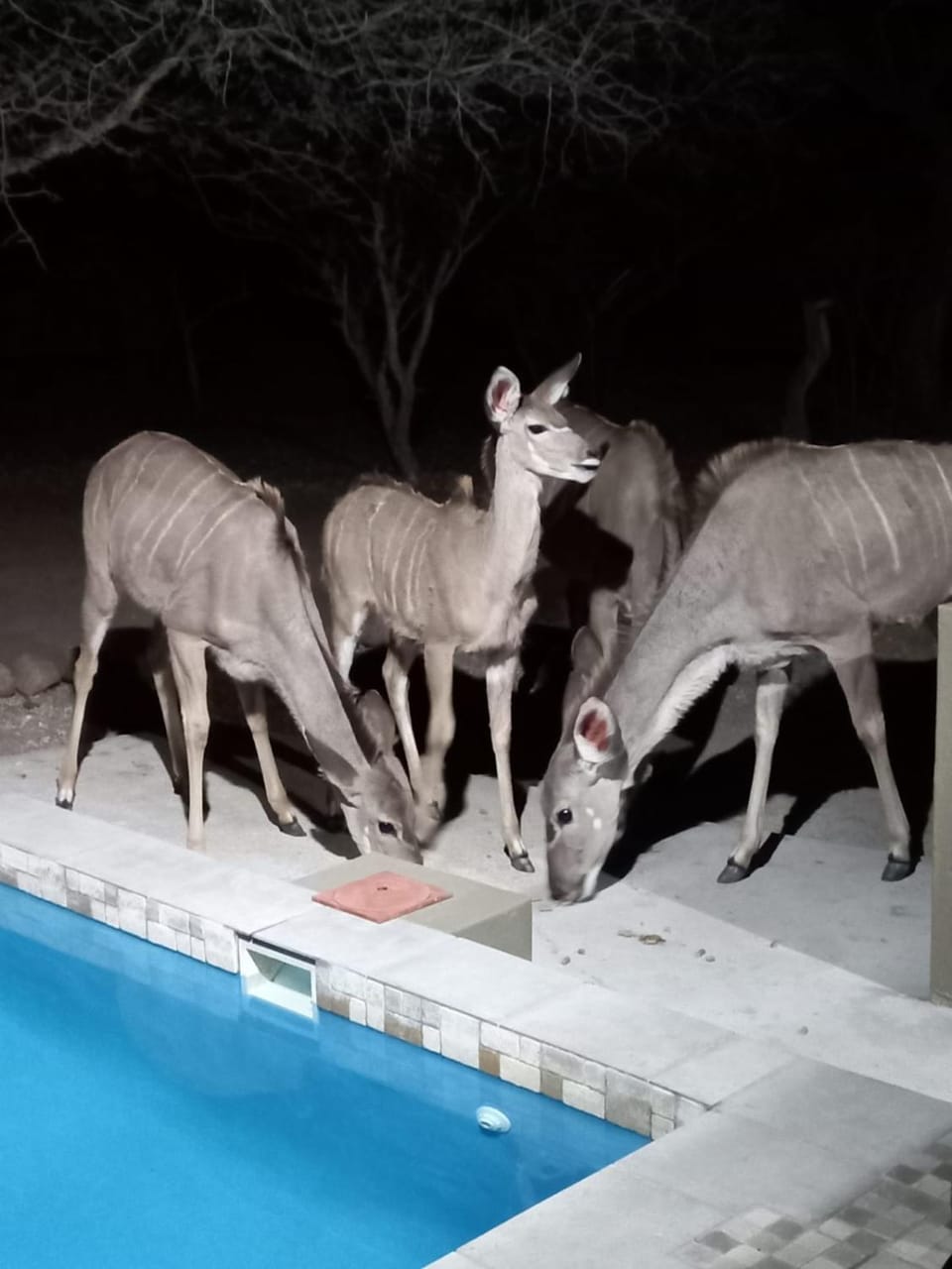 Animals