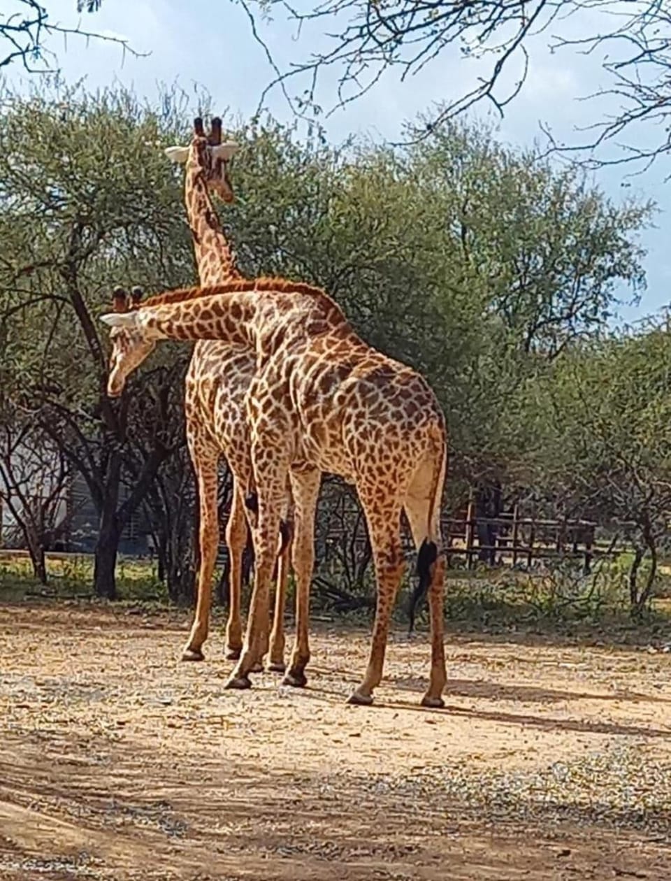 Animals