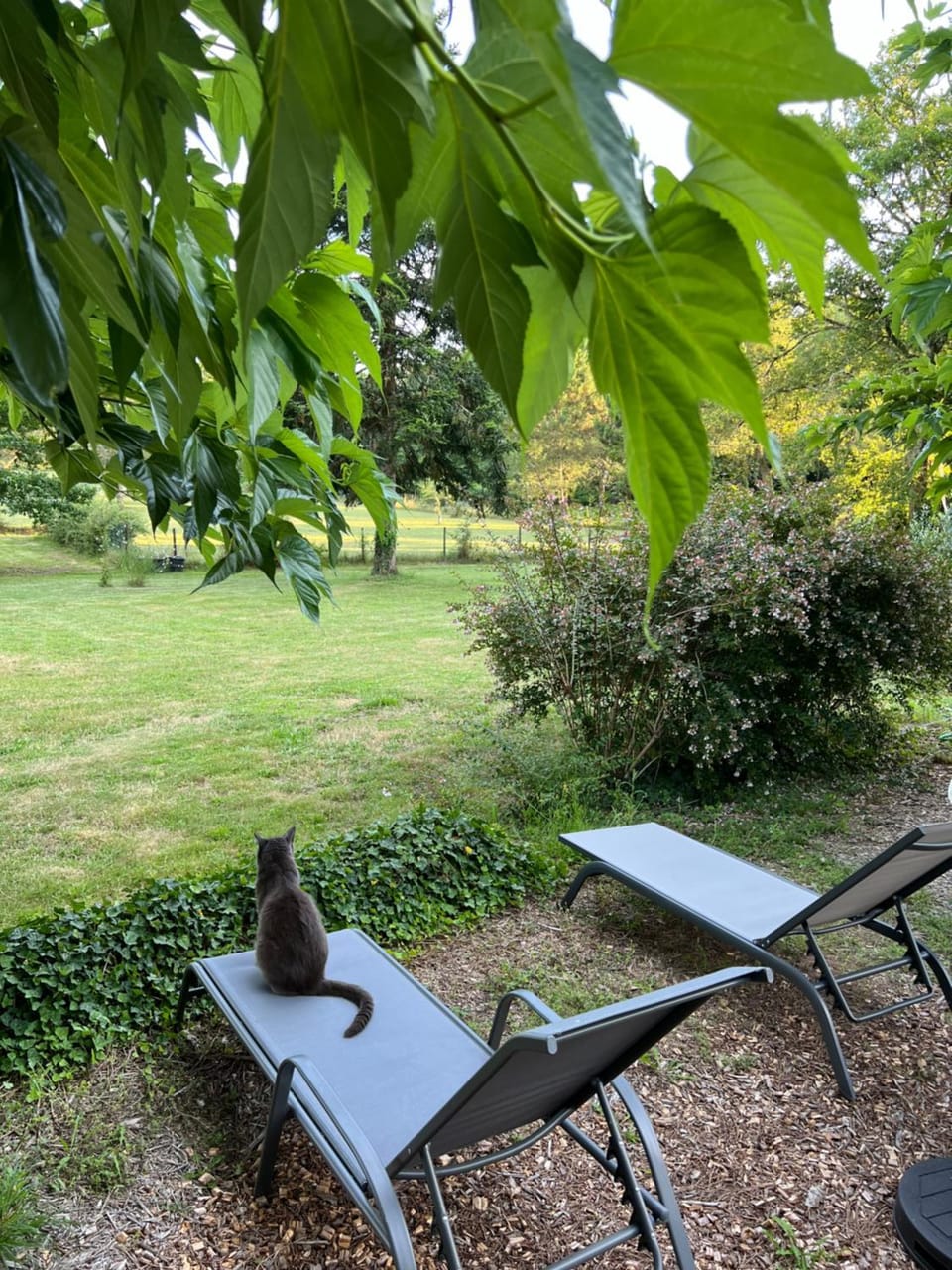 Garden, Garden view, sunbed