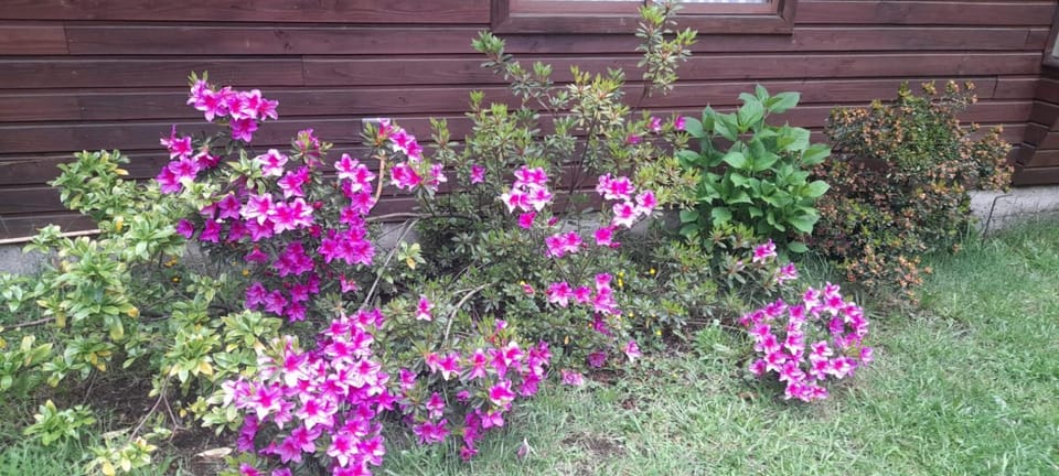 Day, Garden, Garden view