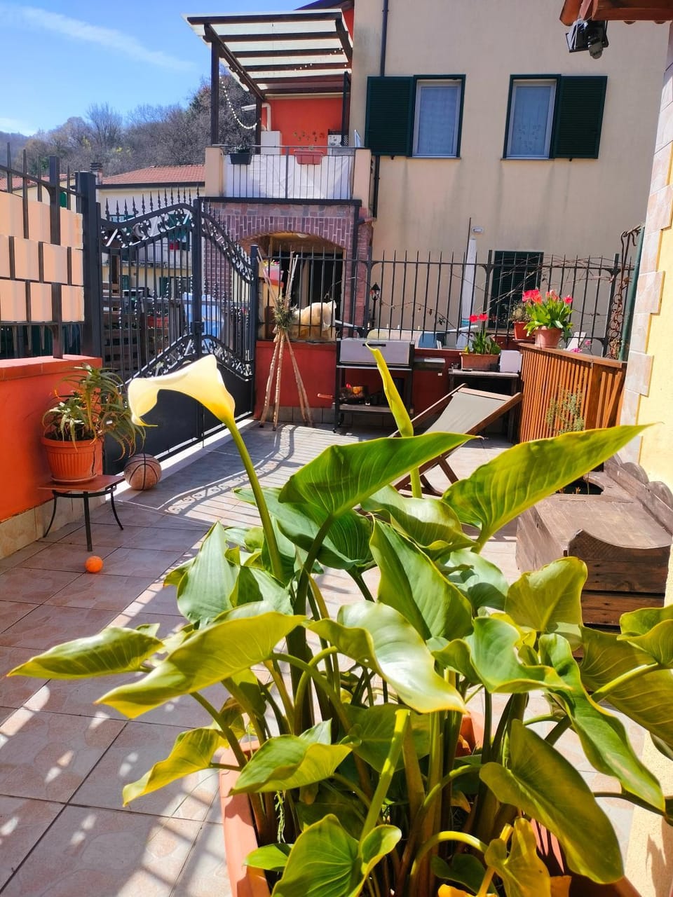 Garden view