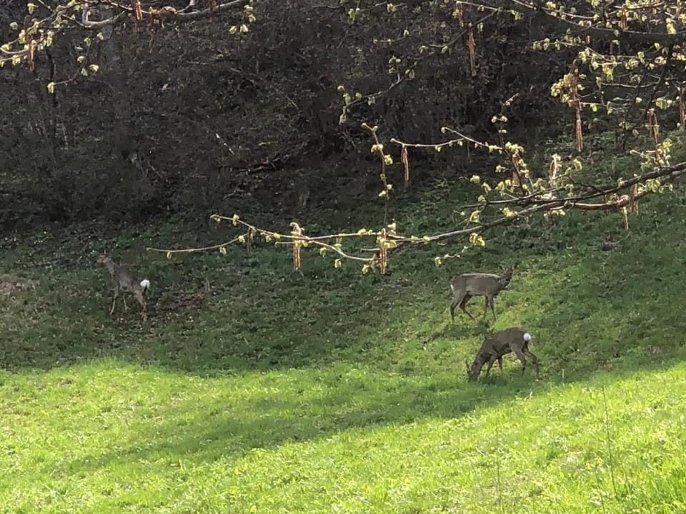 Spring, Day, Natural landscape