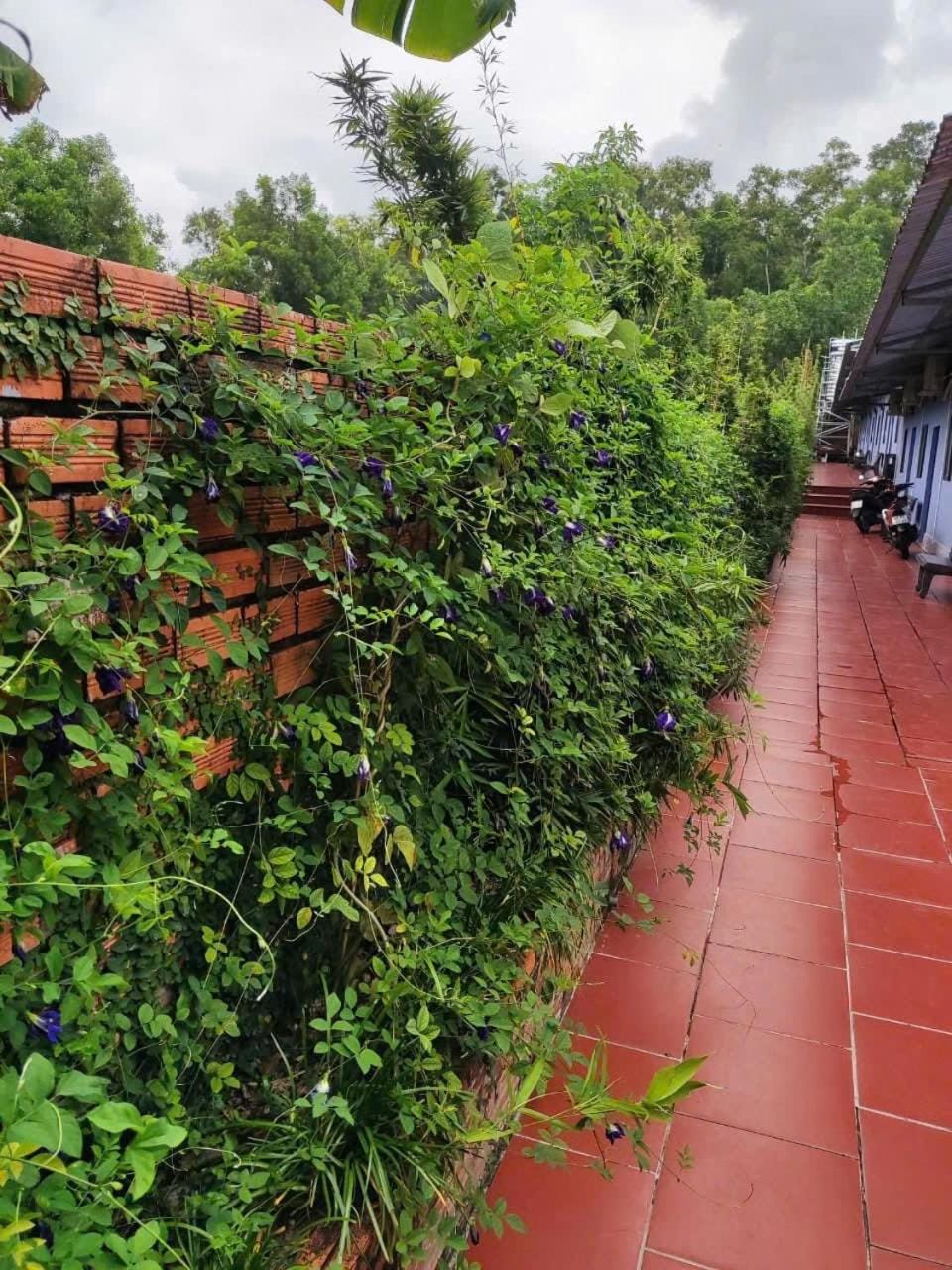 Nhà Nghỉ Vườn Oải Hương LAVENDER GARDEN GUEST HOUSE Hotel in Phu Quoc