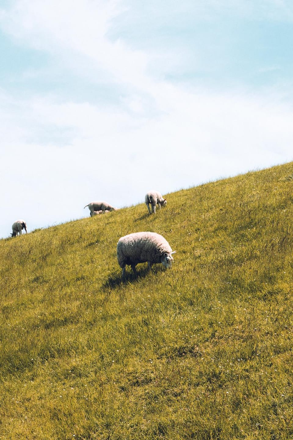 Natural landscape, Animals