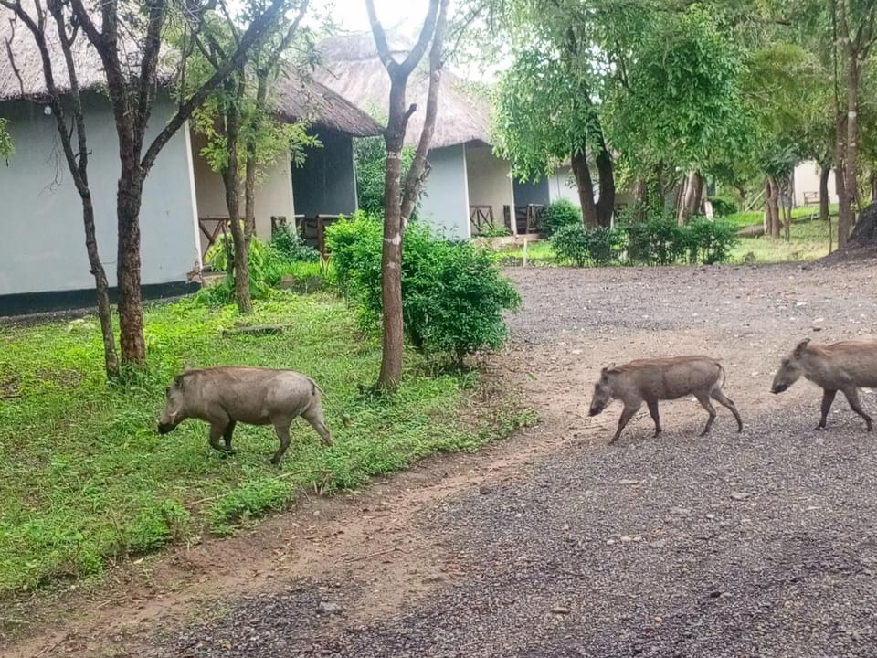 Animals