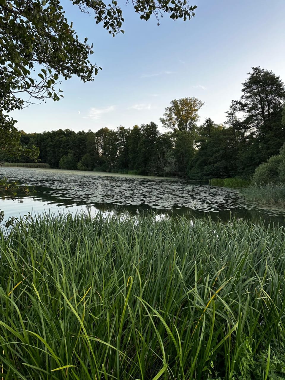 Lake view