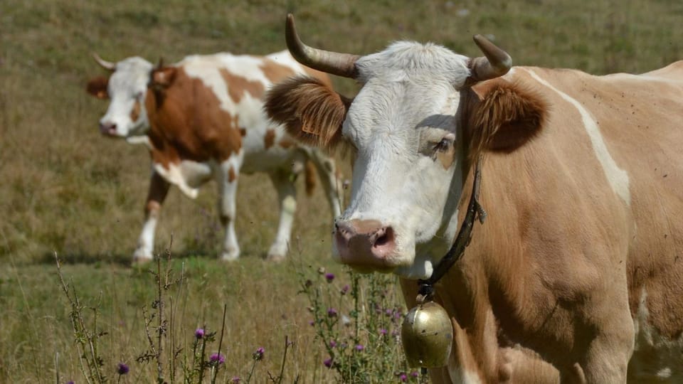 Animals