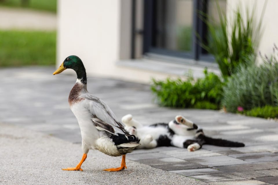 Day, Animals