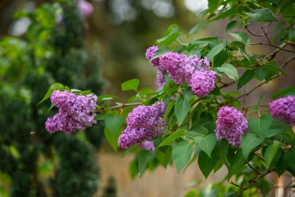 Garden view