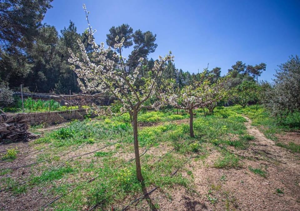 Sa Paissa - Casa de Campo Cala Bassa House in Ibiza