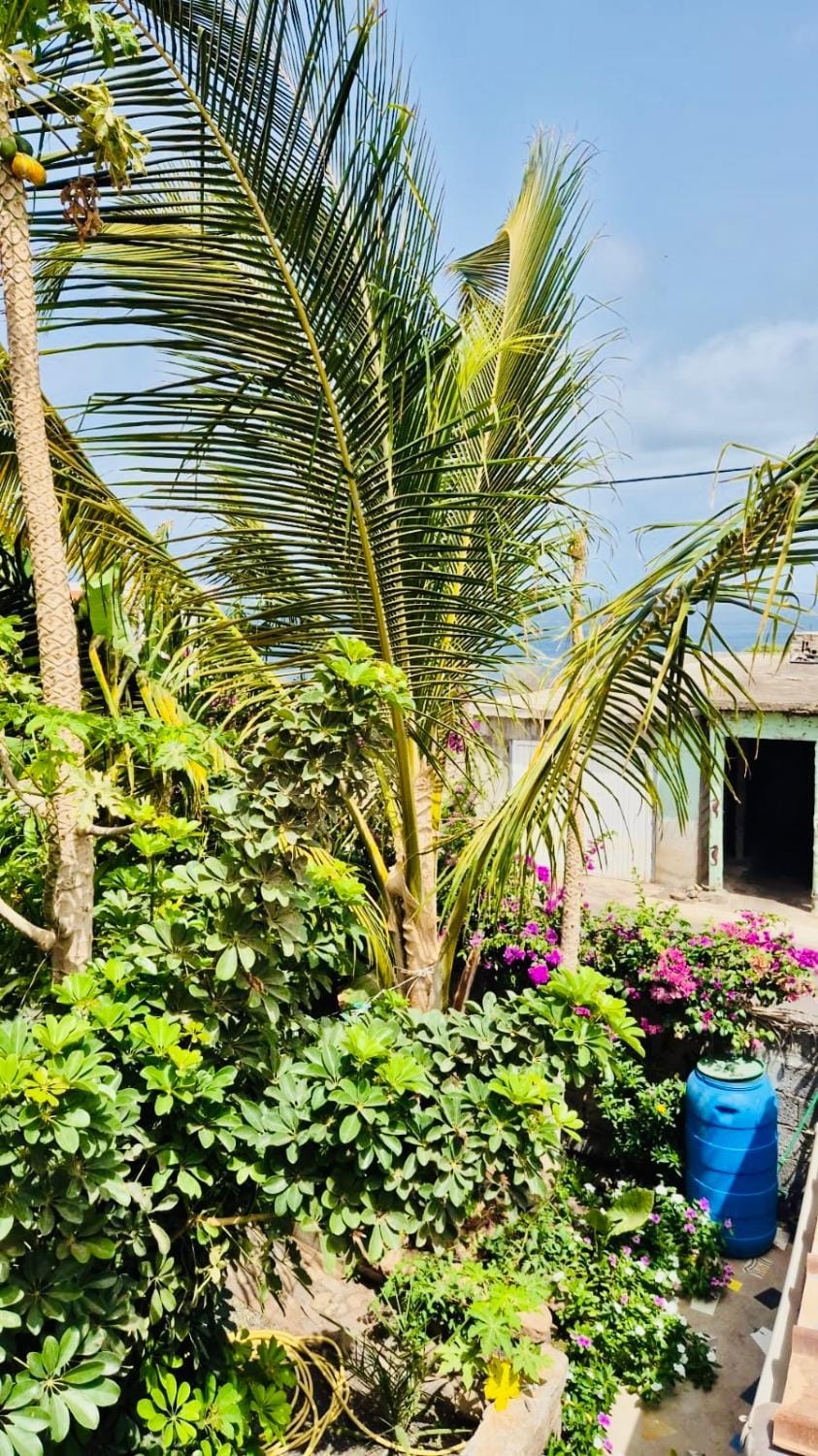 Garden, Garden, Garden view