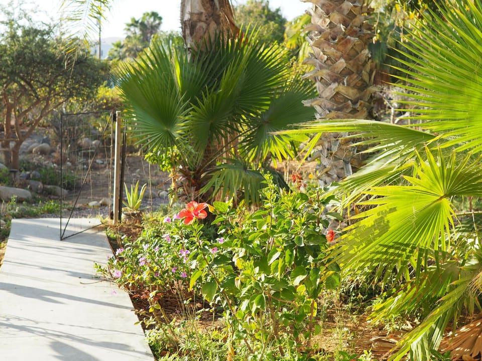 Natural landscape, Garden, Garden, Garden view