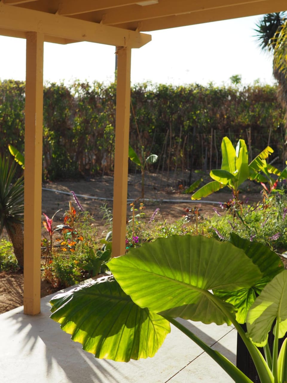 Day, Garden, Garden, Garden view