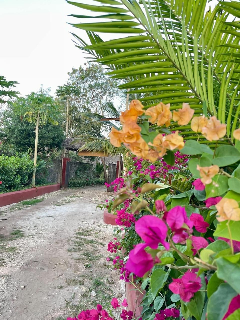 Garden view