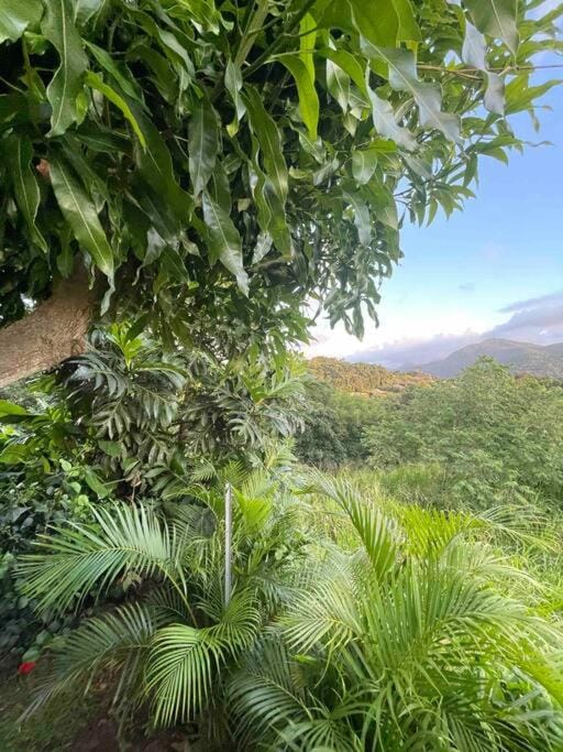 Day, Natural landscape, Garden, Garden view, Mountain view