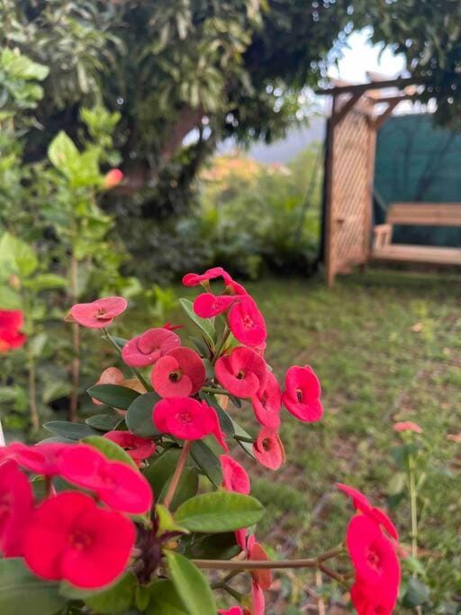 Day, Garden, Garden view