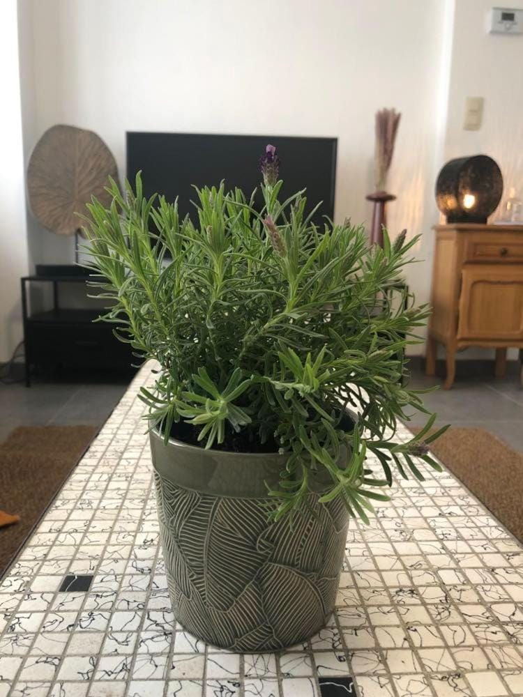 L'Escapade Urbaine - Montignies-sur-Sambre Apartment in Charleroi