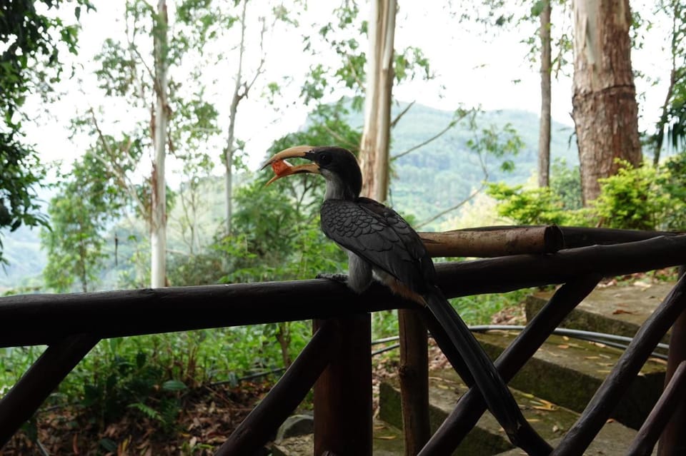 The Nirwana cottage Bed and Breakfast in Ella