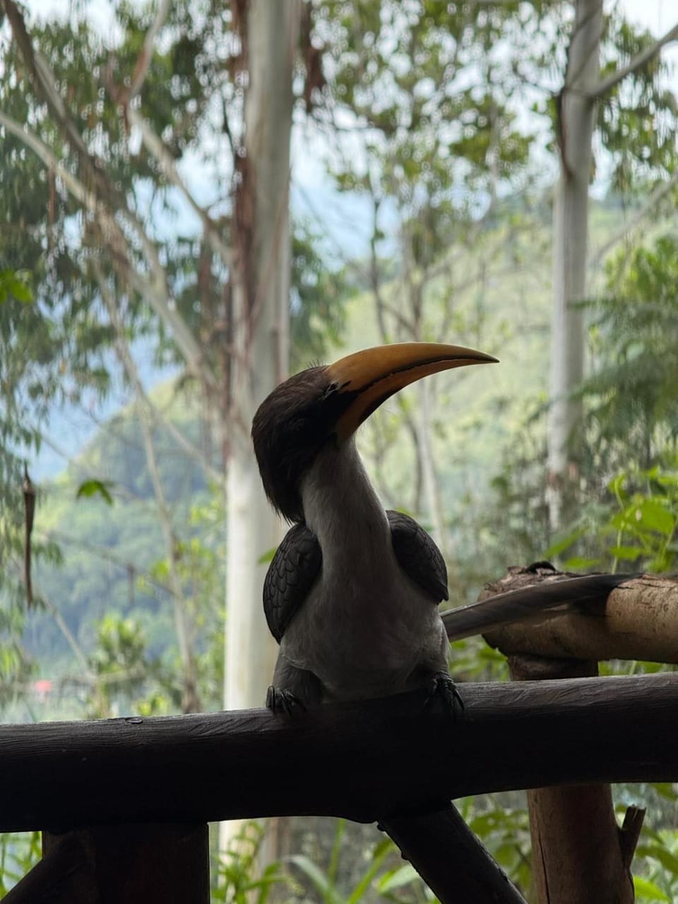 Animals