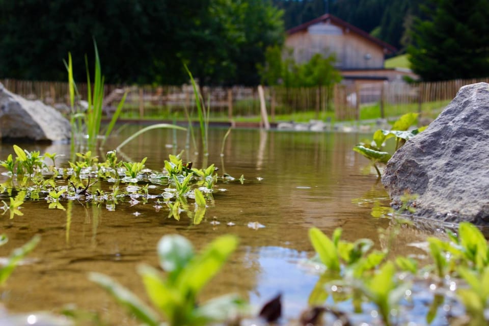 Spring, Day, Natural landscape