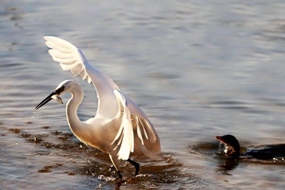 Natural landscape, Animals