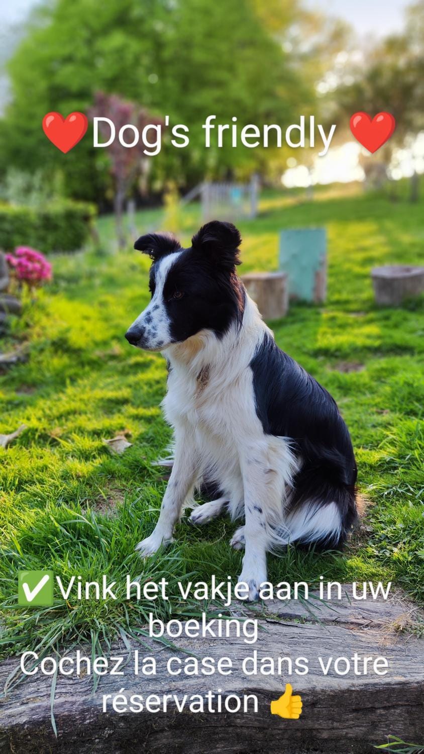 Pets, Pets, pet friendly, pet friendly