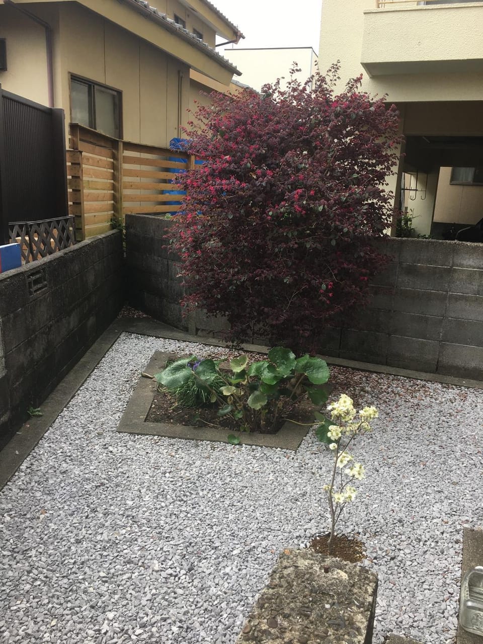Garden view