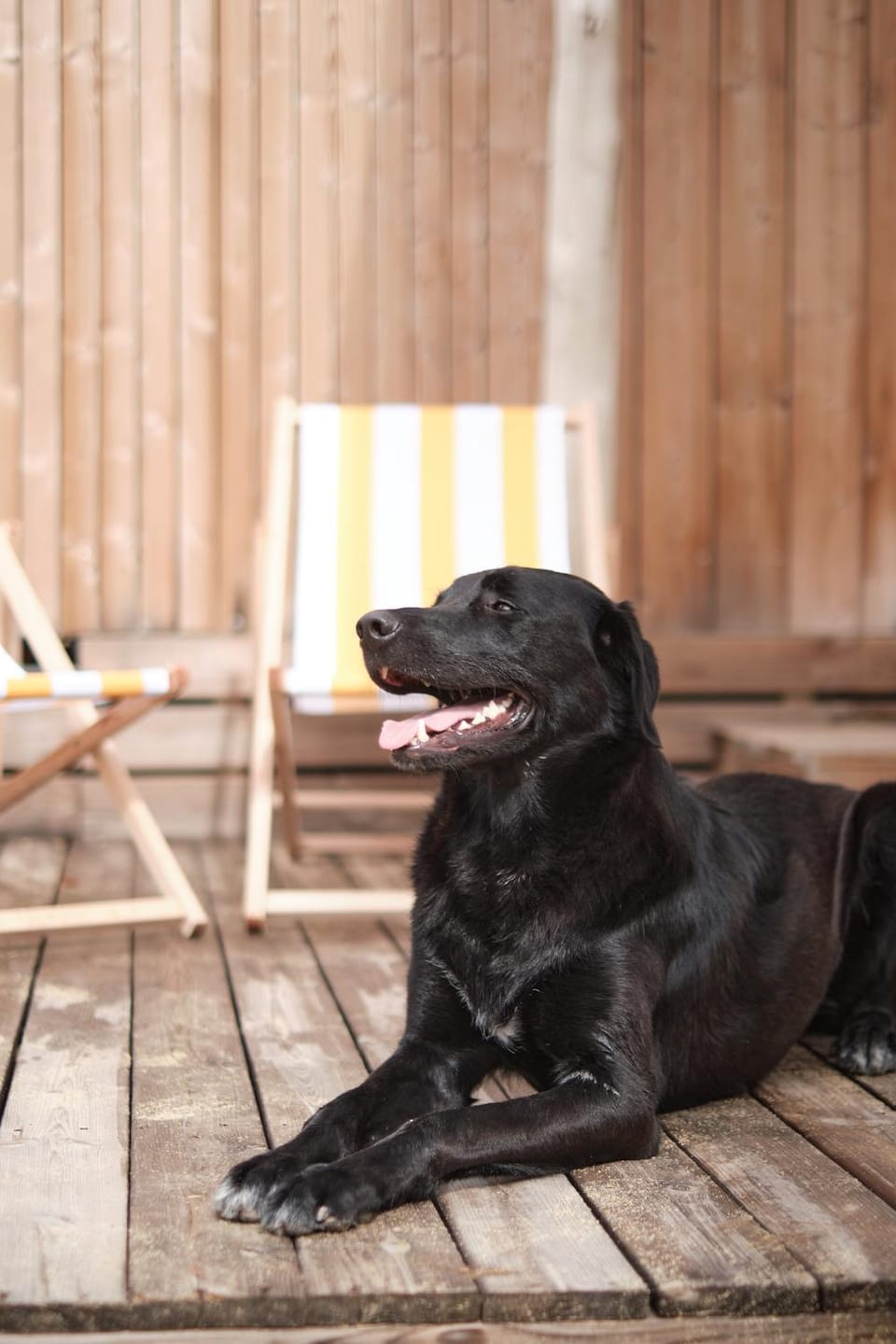 Patio, Pets