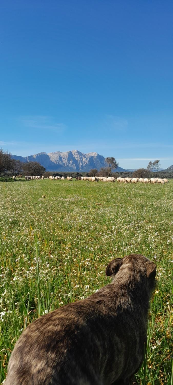 Spring, Mountain view