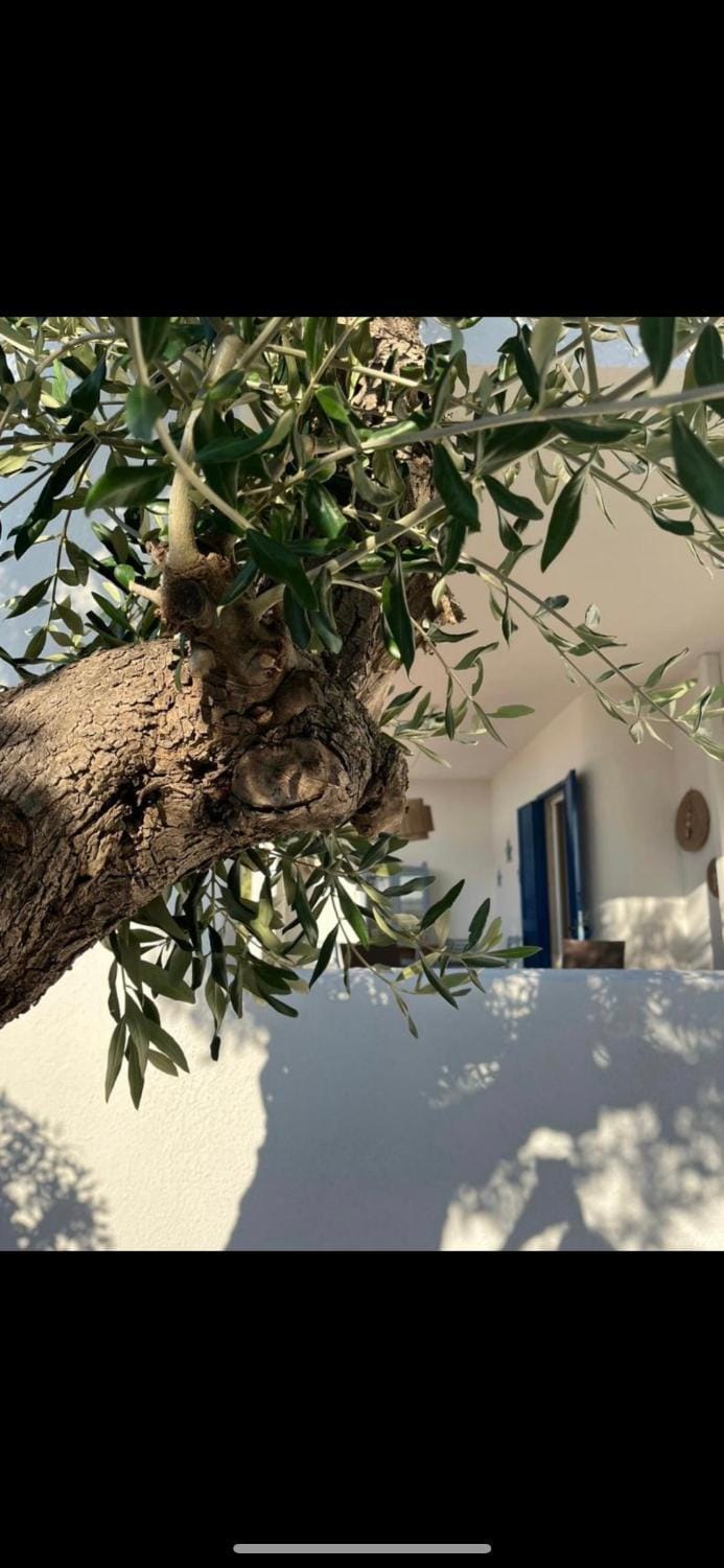 Pugliamandia House in Apulia