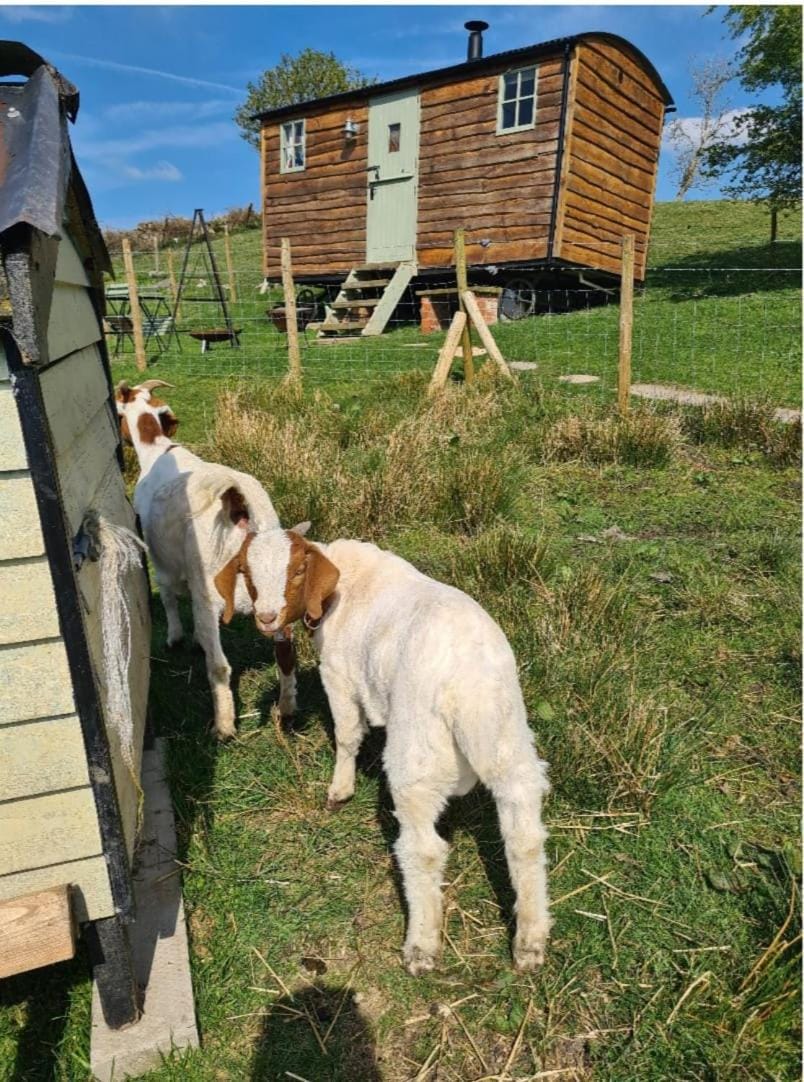 Shepherds Watch Nature lodge in Staffordshire Moorlands District