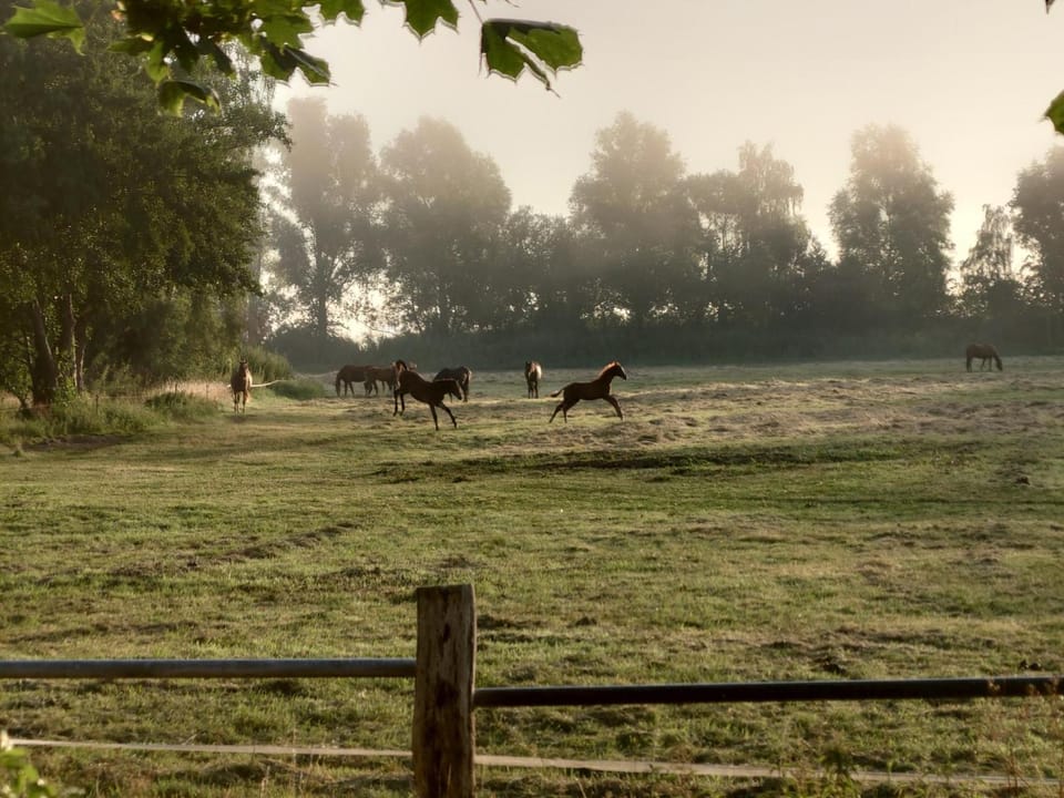 Off site, Day, Animals